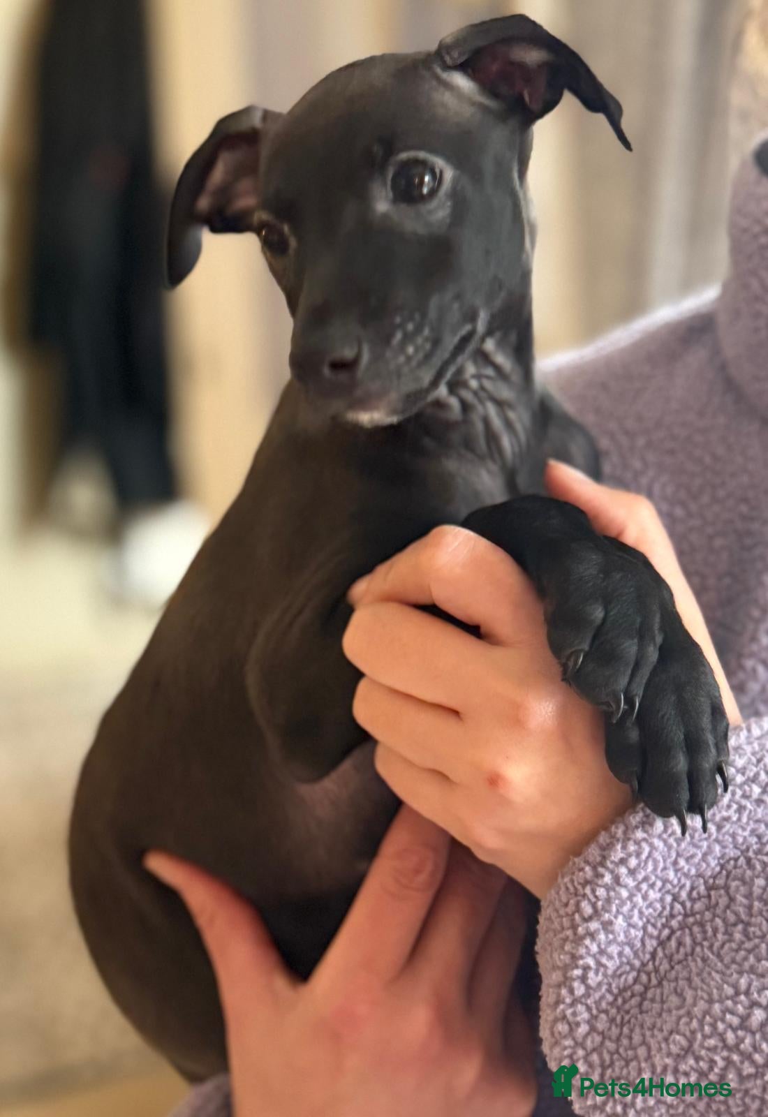 Italian Greyhound dogs 🐾kc registered Italian greyhound puppies 🐾 - Advert 1
