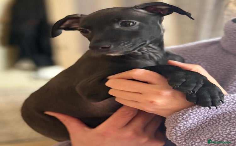 Italian Greyhound dogs 🐾kc registered Italian greyhound puppies 🐾 - Advert 2