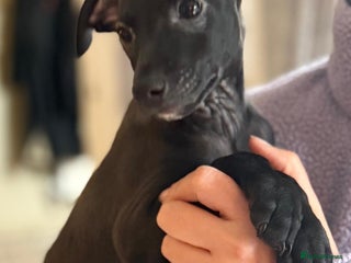 Italian Greyhound dogs 🐾kc registered Italian greyhound puppies 🐾 - Advert 10