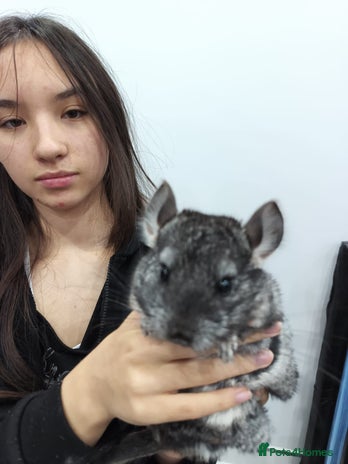 Chinchilla rodents - Advert 2