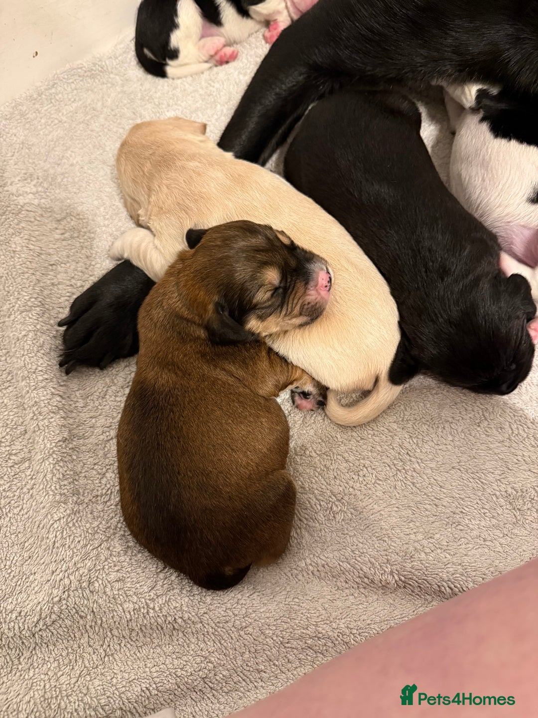 Cockerdor dogs for sale: Cocker spaniel/ Labrador puppies  - Advert 3