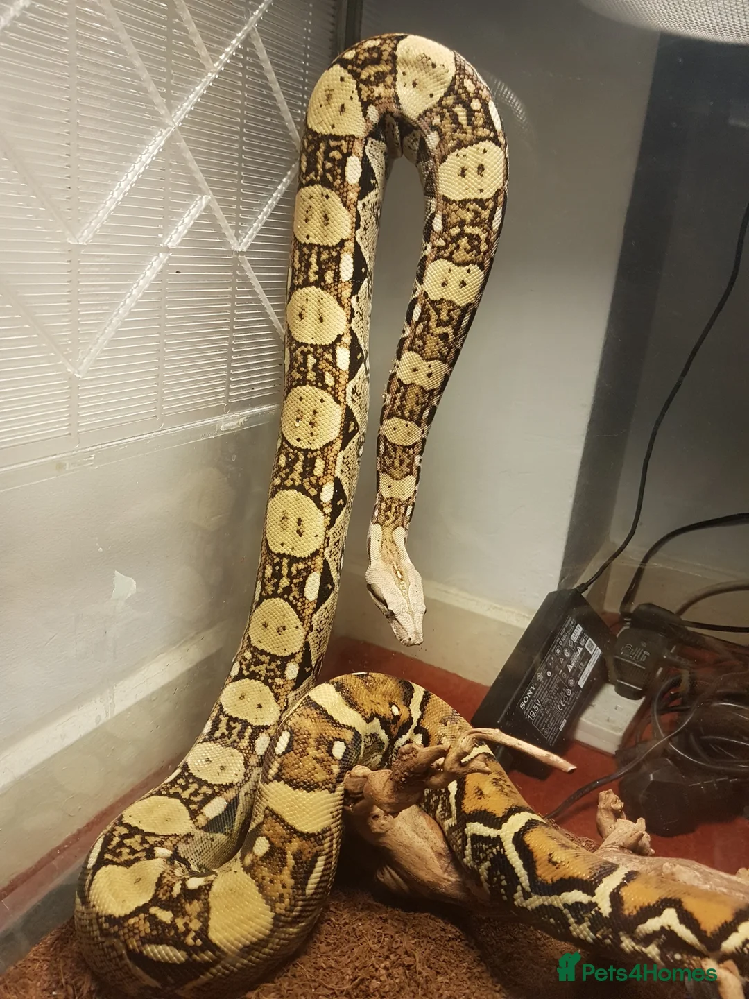 Boa Snake reptiles for sale: Adult Boa Imperator >2m - Advert 2