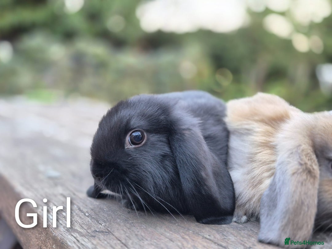 Mini Lop rabbits for sale: Three gorgeous mini lop bunnies for sale sale - Image 6