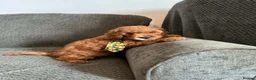 Cavapoo dogs for sale: 6 FOX RED CAVAPOO BOYS READY NOW - Advert 11