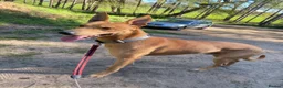 Lurcher dogs for sale:     10 beautiful Lurcher Puppies  6 Girls, 4 Boys  - Advert 5