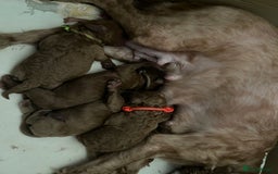 Cavapoo dogs for sale: Health Tested - Toy Cavapoo’s F1b  - Image 13
