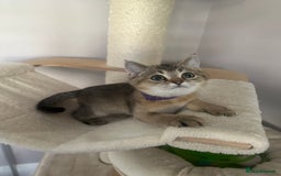 British Shorthair cats for sale: ‼️Ready now, last kitten left TICA registered  - Image 28