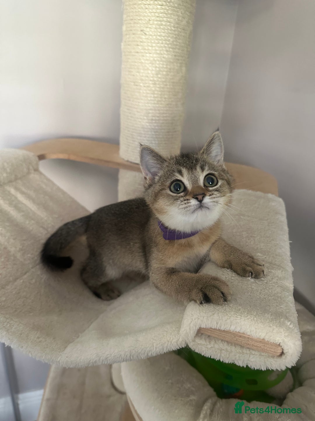 British Shorthair cats for sale: ‼️Ready now, last kitten left TICA registered  - Image 28