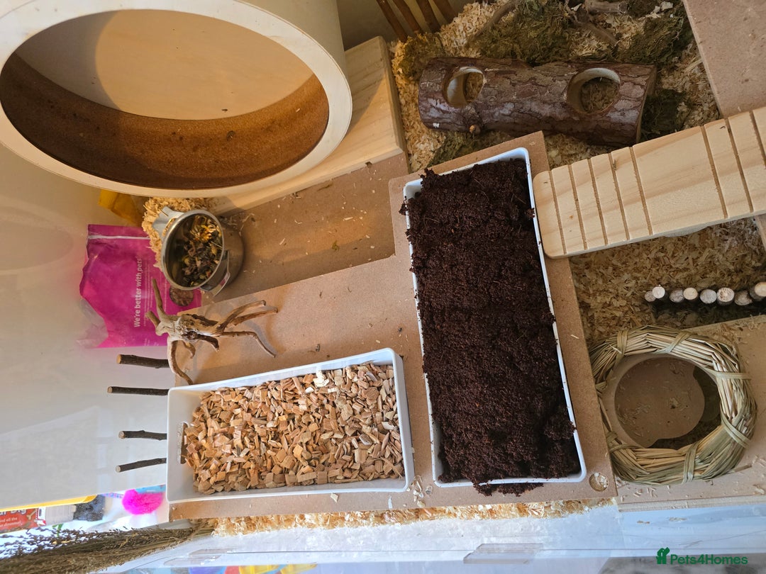 Hamster rodents for sale: Syrian Hamster - Image 10