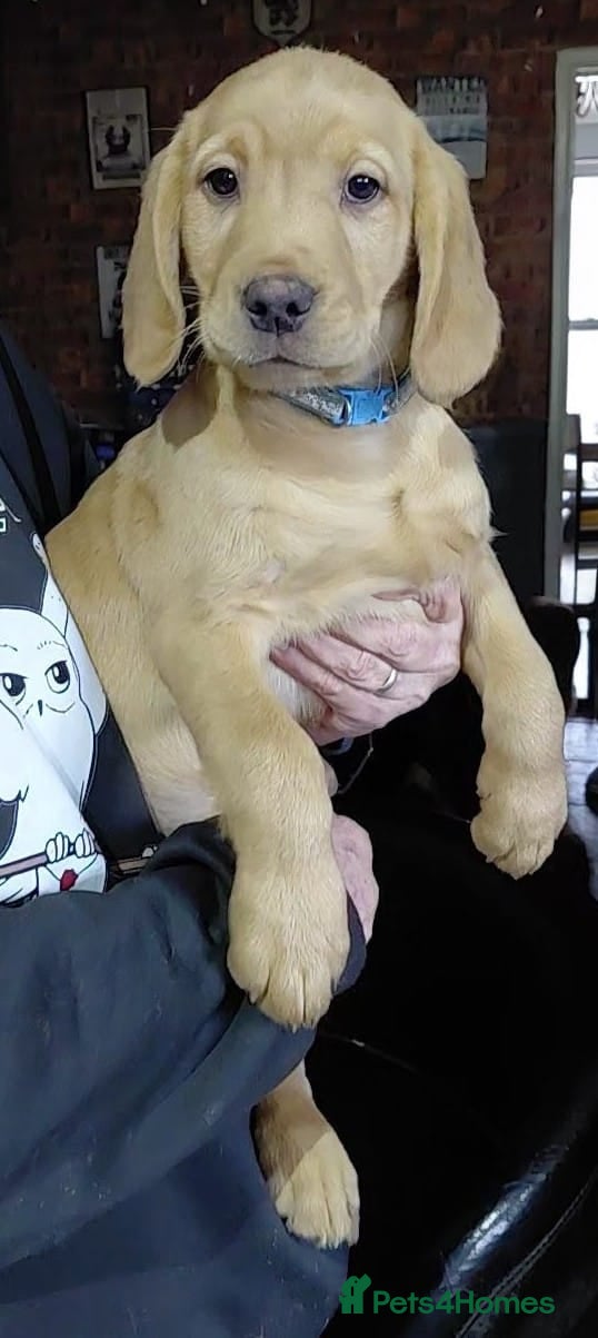 Cockerdor dogs Cockerdor pupies - Advert 8