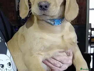 Cockerdor dogs Cockerdor pupies - Advert 8