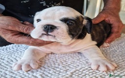 English Bulldog dogs for sale: Gorgeous Purebred English Bulldog Puppies - Image 8