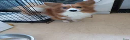 Mixed Breed dogs for sale: Corgi x pomeranian  - Advert 2