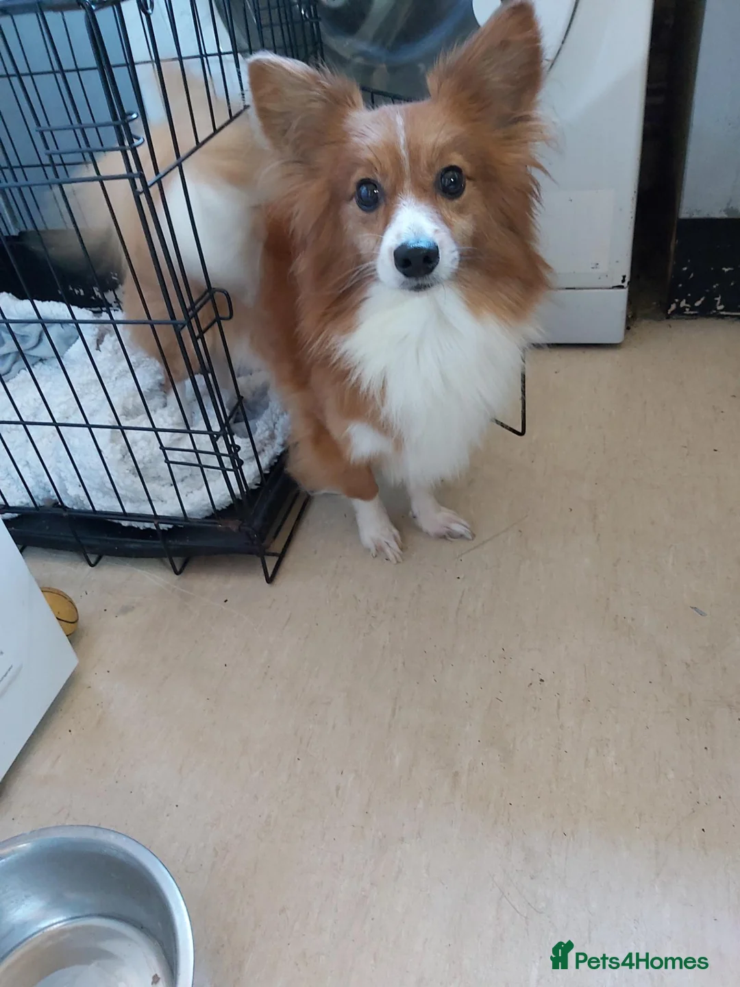 Mixed Breed dogs for sale: Corgi x pomeranian  - Advert 2