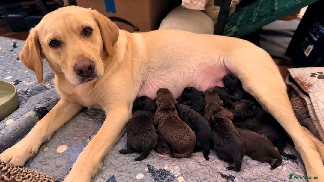 Labrador Retriever dogs ONLY 3 LEFT Labradors - Advert 6