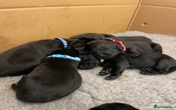 Labrador Retriever dogs for sale: **STUNNING KC LABRADOR PUPPIES**  - Image 5