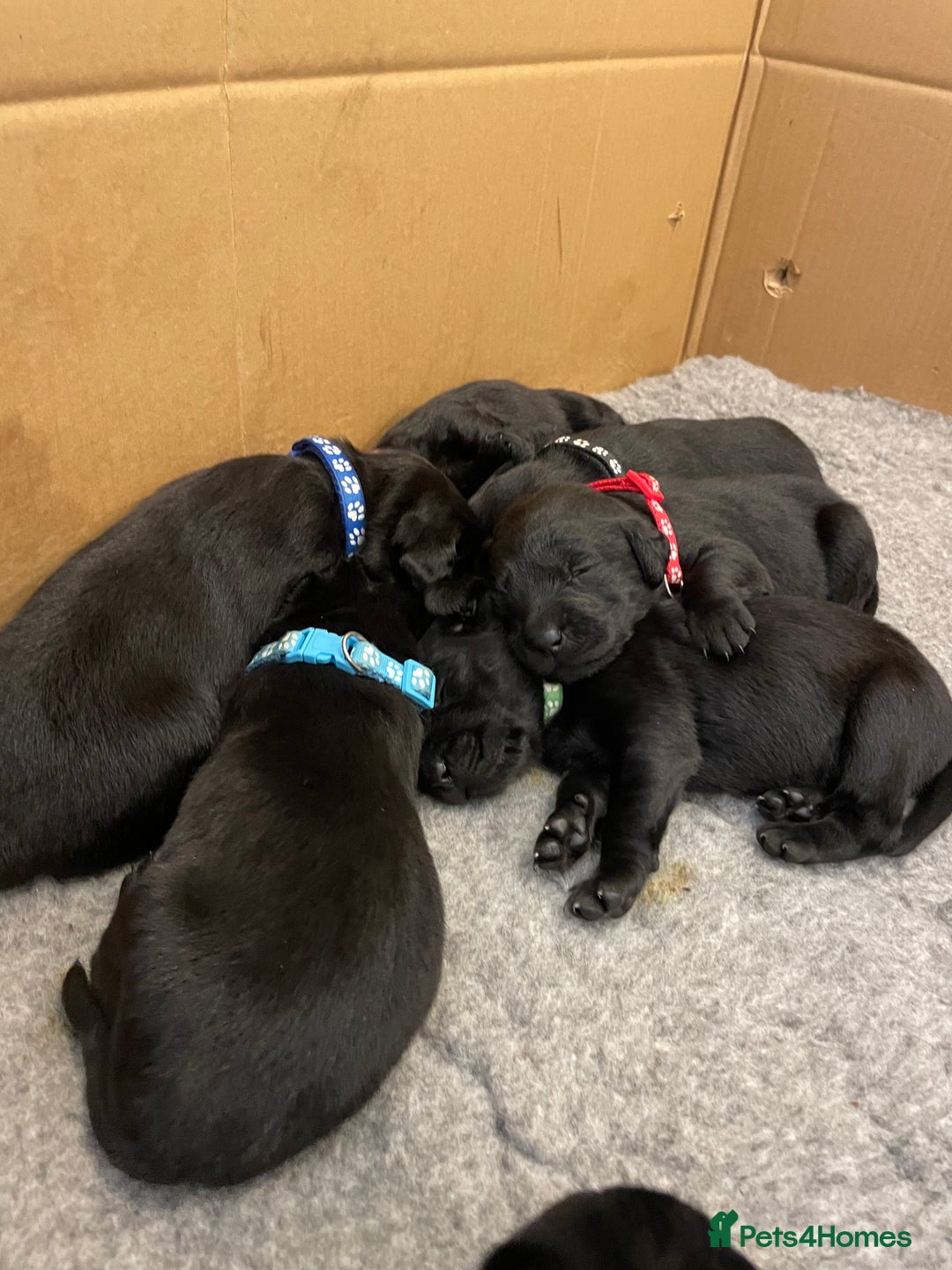 Labrador Retriever dogs for sale: **STUNNING KC LABRADOR PUPPIES**  - Image 5