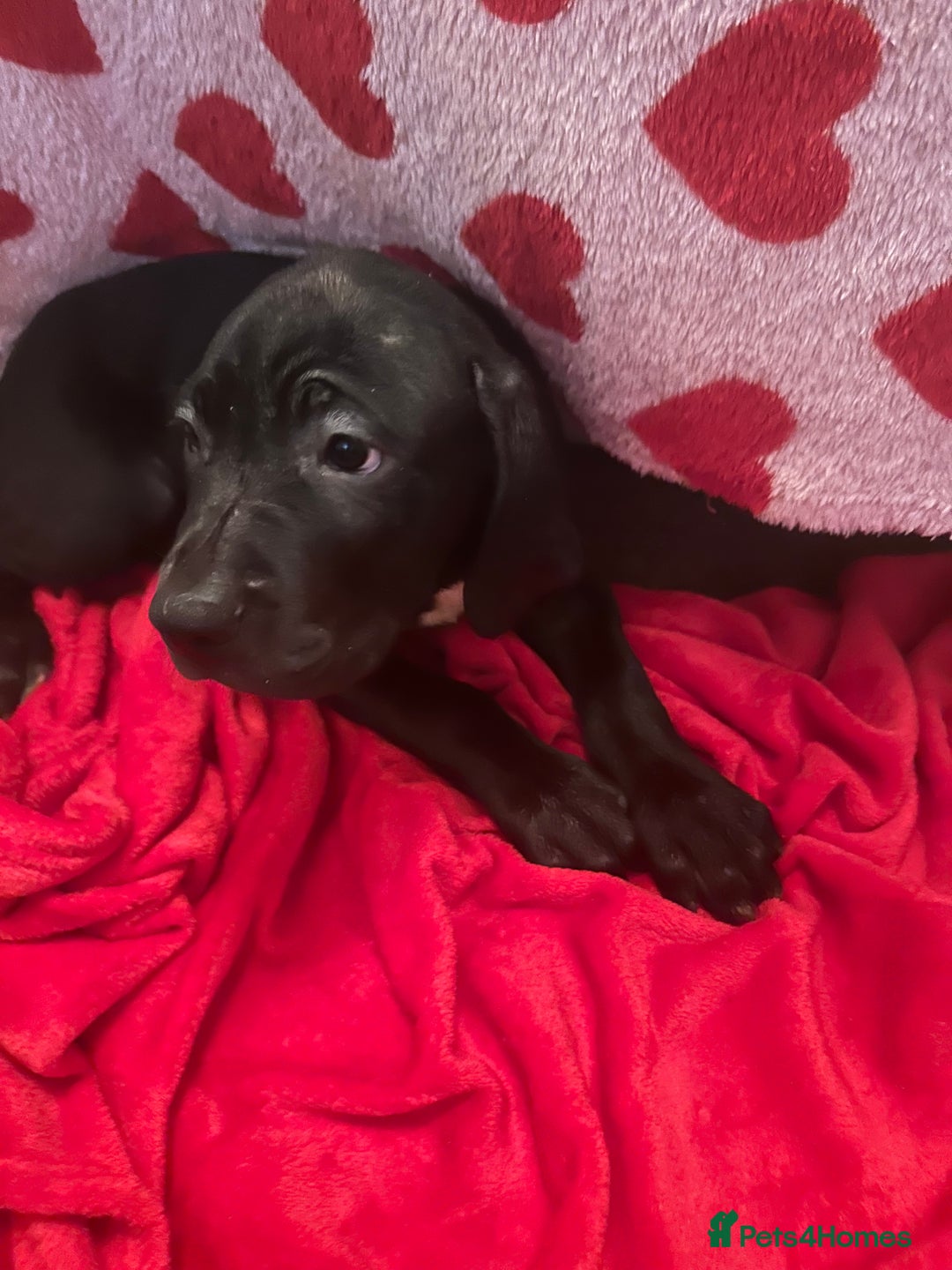 Cane Corso dogs for sale: Stunning litter - Advert 6