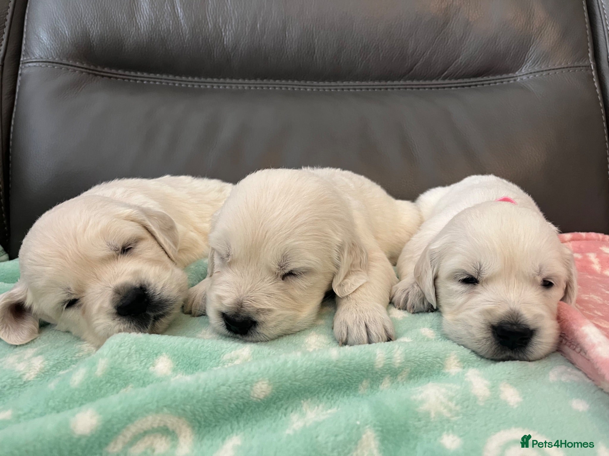Golden Retriever dogs Old English Cream Golden Retriever Puppies  - Advert 2