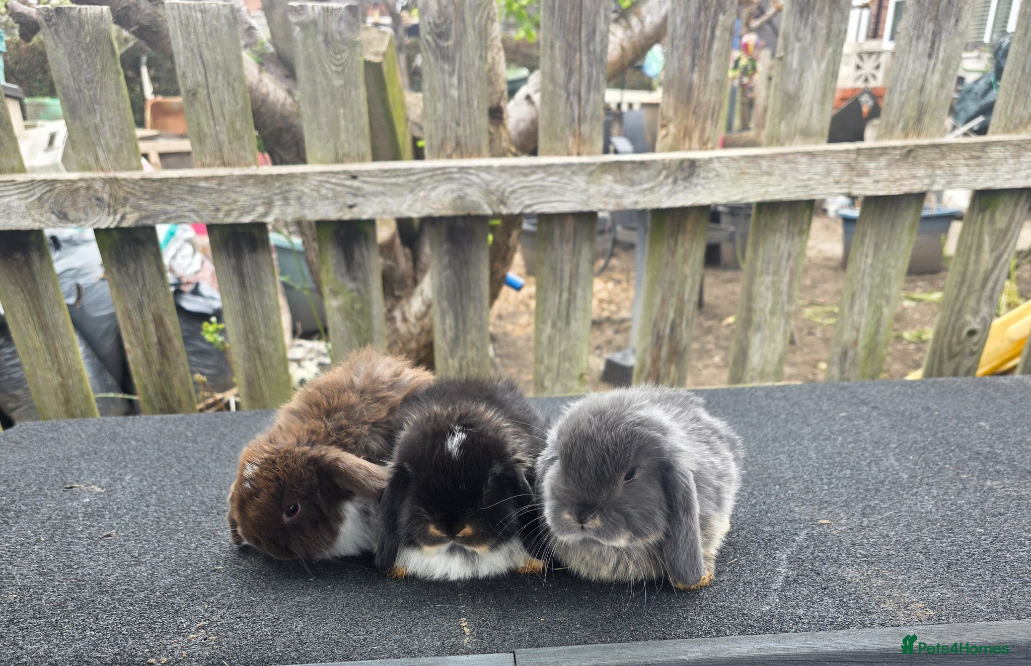 Mini Lop rabbits Mini lops  - Advert 14