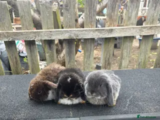 Mini Lop rabbits Mini lops - Advert 14