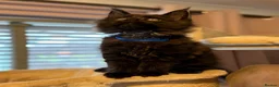 Maine Coon cats for sale: Tica registered black smoked male Maine coon - Advert 31