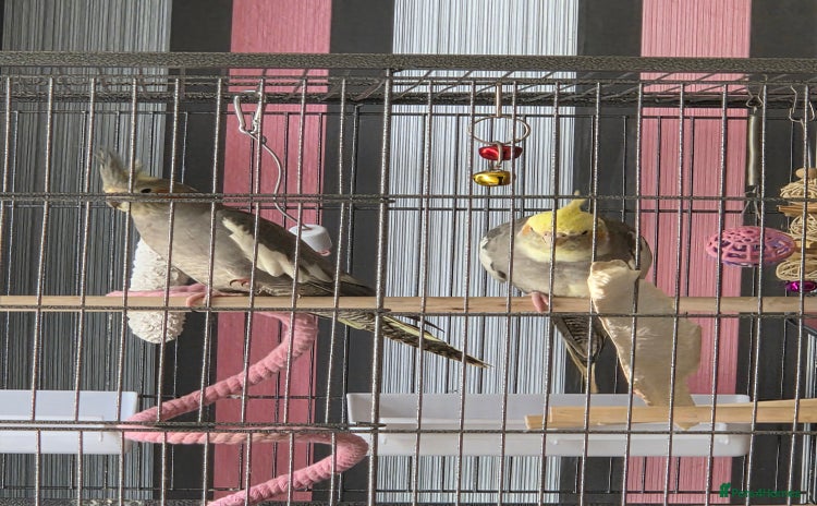 Cockatiels birds - Advert 1