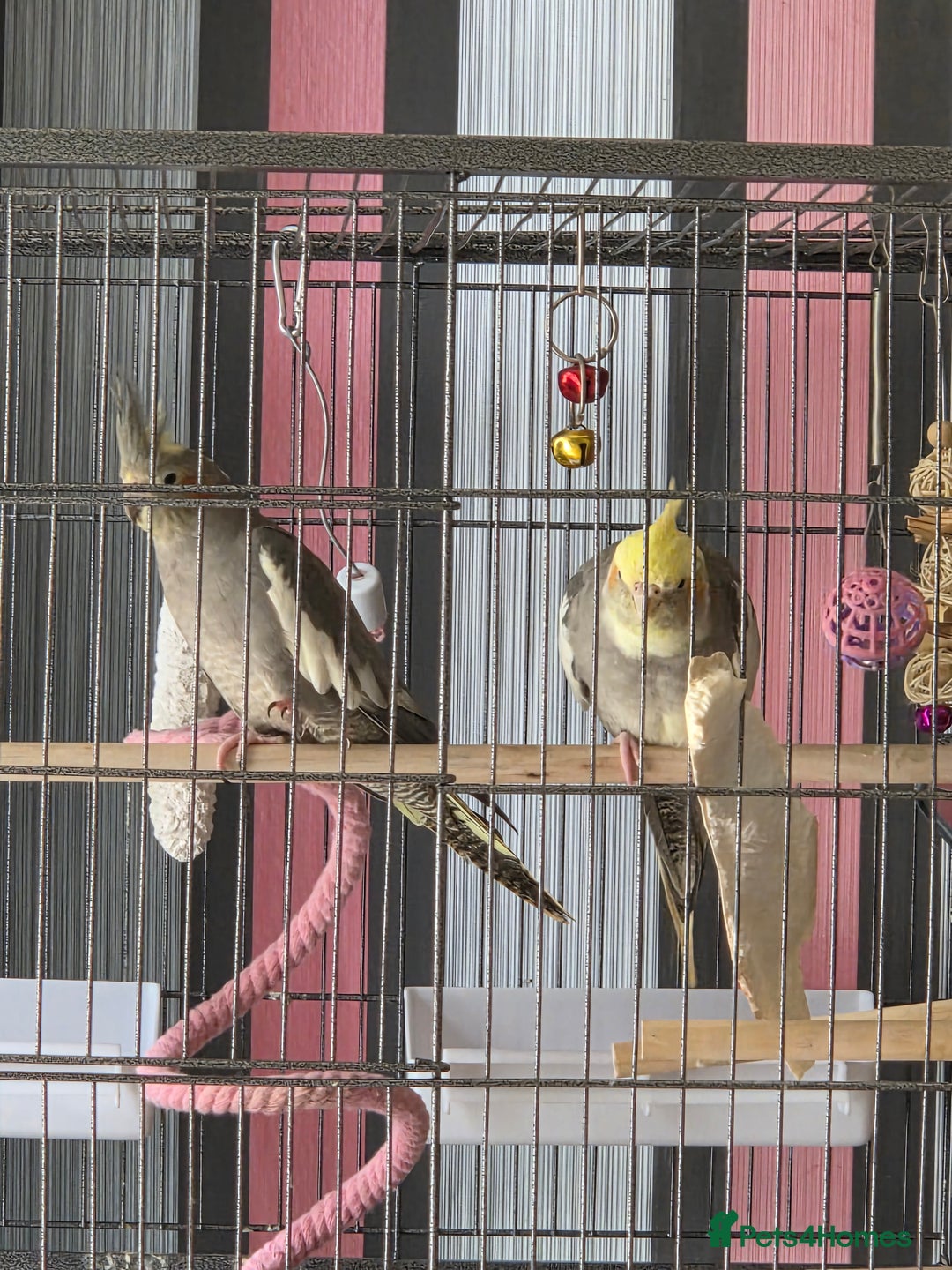 Cockatiels birds for sale: Cockateils - Image 1