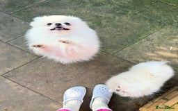 Pomeranian dogs for sale: Pom bears looking for loving homes❤️ - Image 26