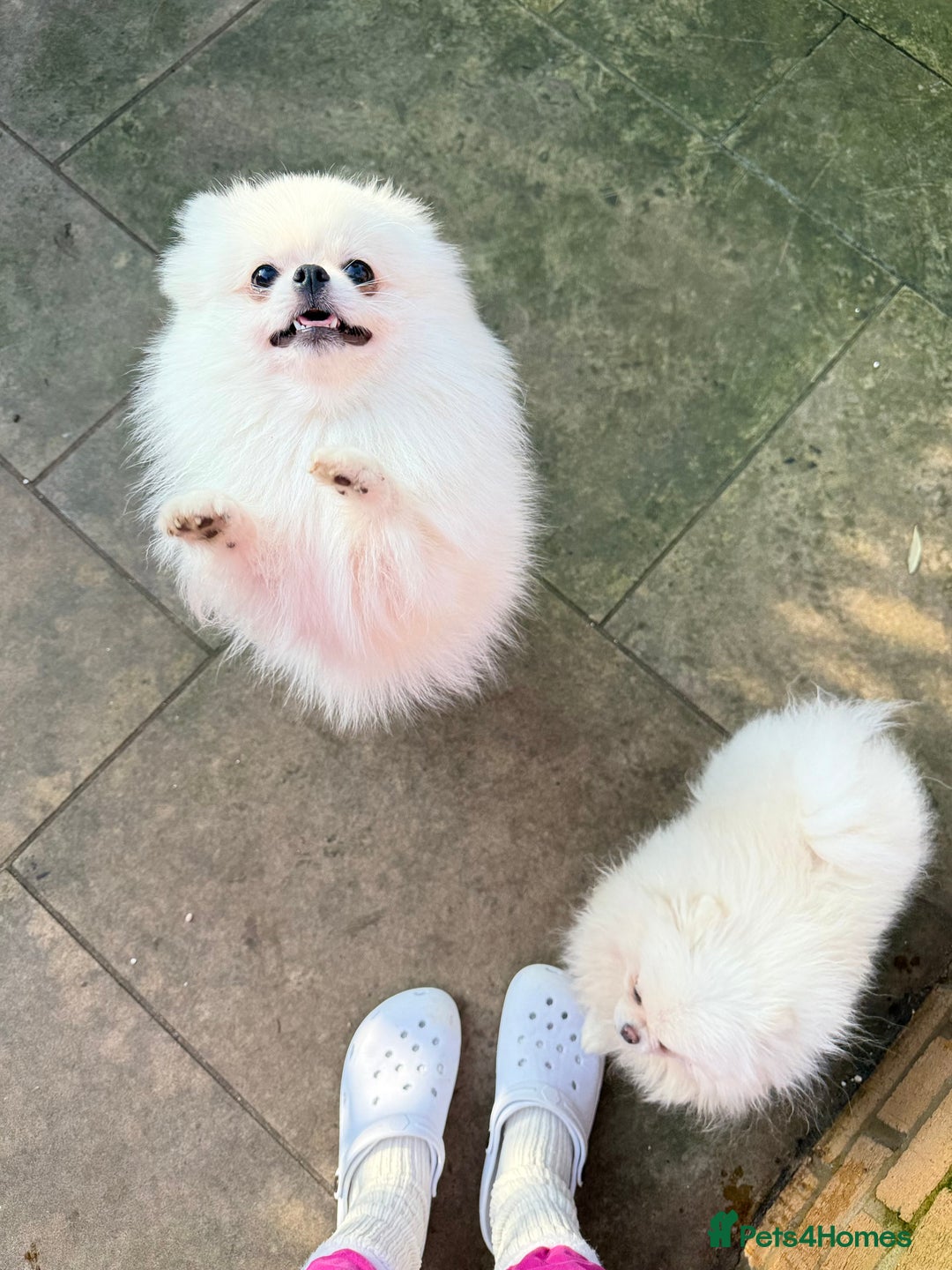Pomeranian dogs for sale: Pom bears looking for loving homes❤️ - Image 26