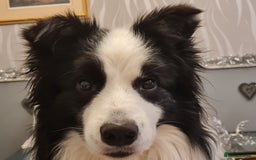 Border Collie dogs for stud: Borderlair Tip for the Top (Tip) - Advert 7