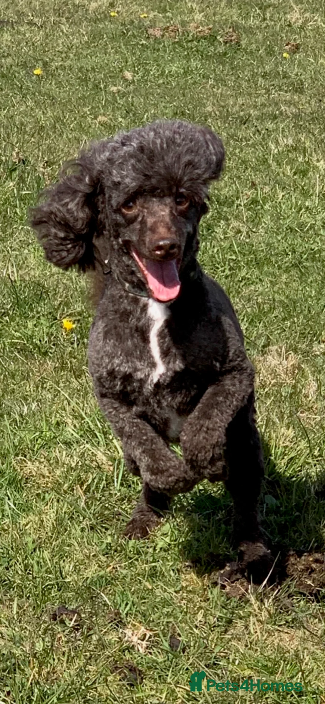 Miniature Poodle dogs for stud: Miniture Poodle for stud - SHORT NOTICE AVAILABLE in Coalville - Advert 12