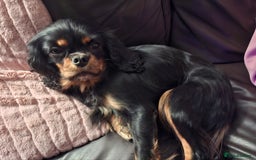 Cavalier King Charles Spaniel dogs for sale: Cuddle bug seeking home with cavalier friends - Image 4