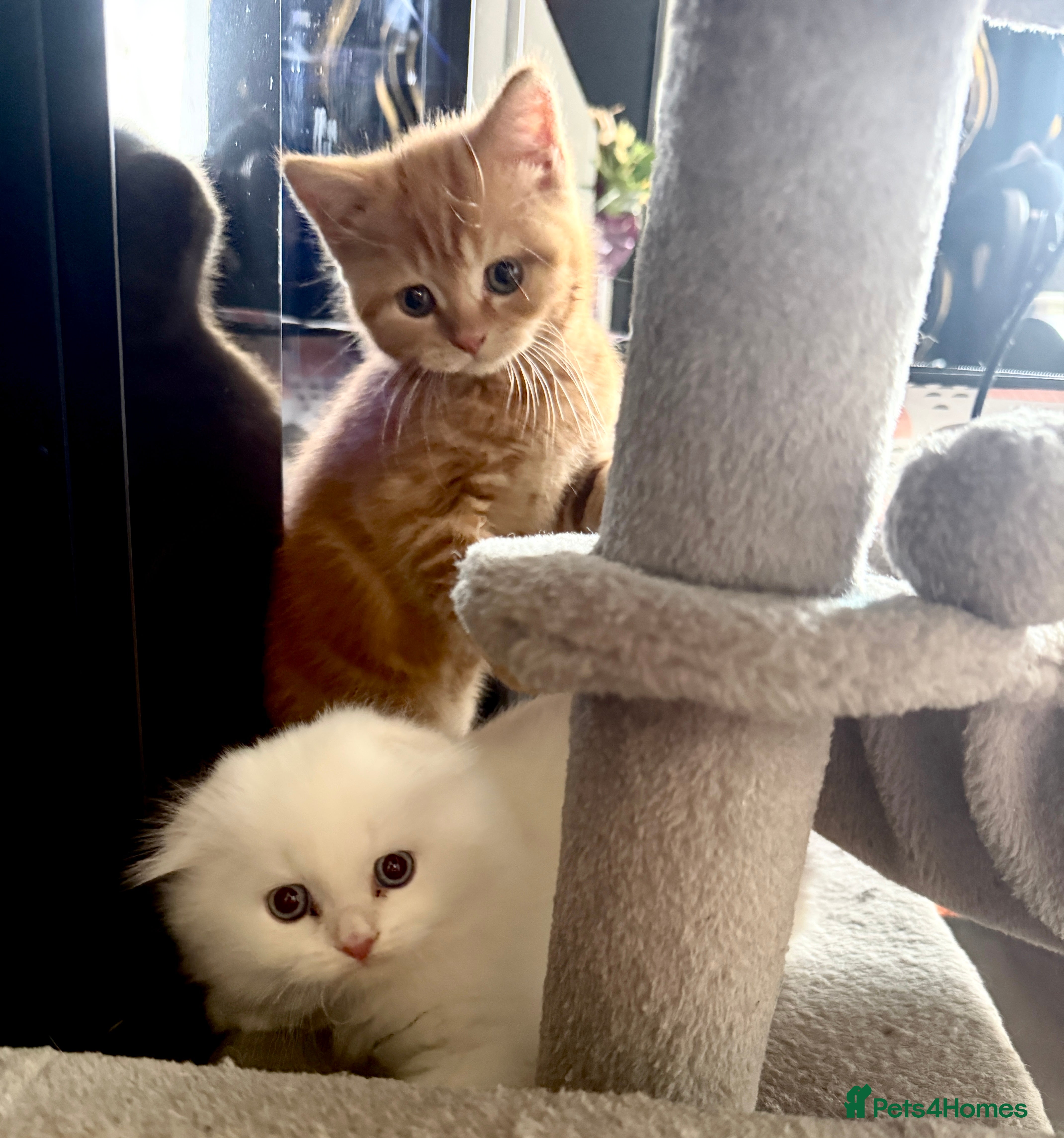 Scottish Fold cats 🩷Beautiful Scottish Fold/Straight kittens🩷 - Advert 2