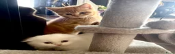 Scottish Fold cats for sale: 🩷Beautiful Scottish Fold/Straight kittens🩷 - Advert 3