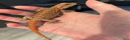 Bearded Dragon reptiles for sale: 1 red male  Baby bearded dragons - Advert 1