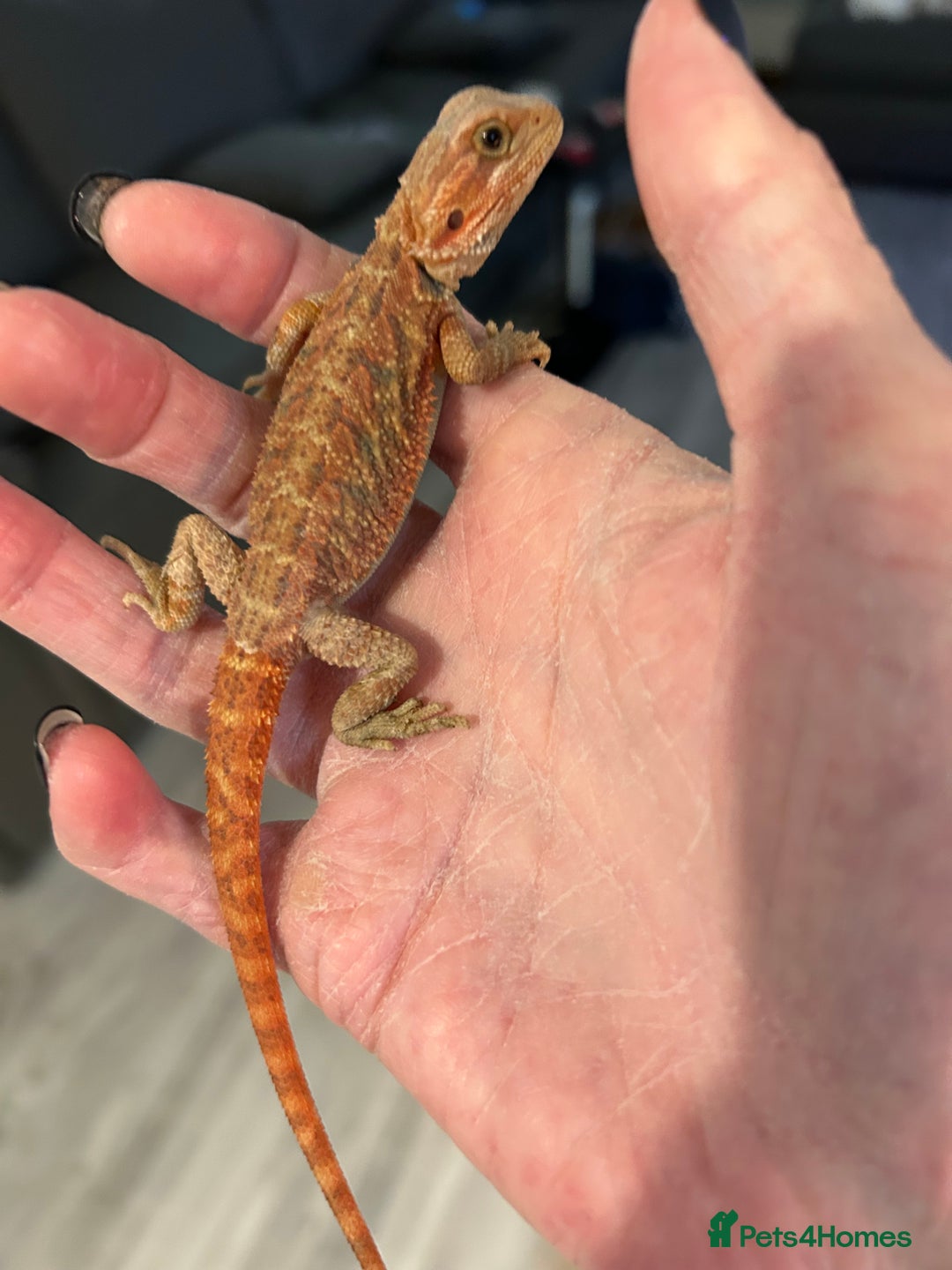 Bearded Dragon reptiles for sale: 1 red male  Baby bearded dragons - Advert 1