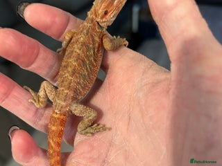 Bearded Dragon reptiles 1 red male Baby bearded dragons - Advert 1