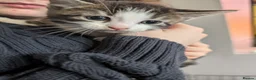 Mixed Breed cats for sale: Bi colour Ragdoll cross female kittens  in Sheffield - Advert 18