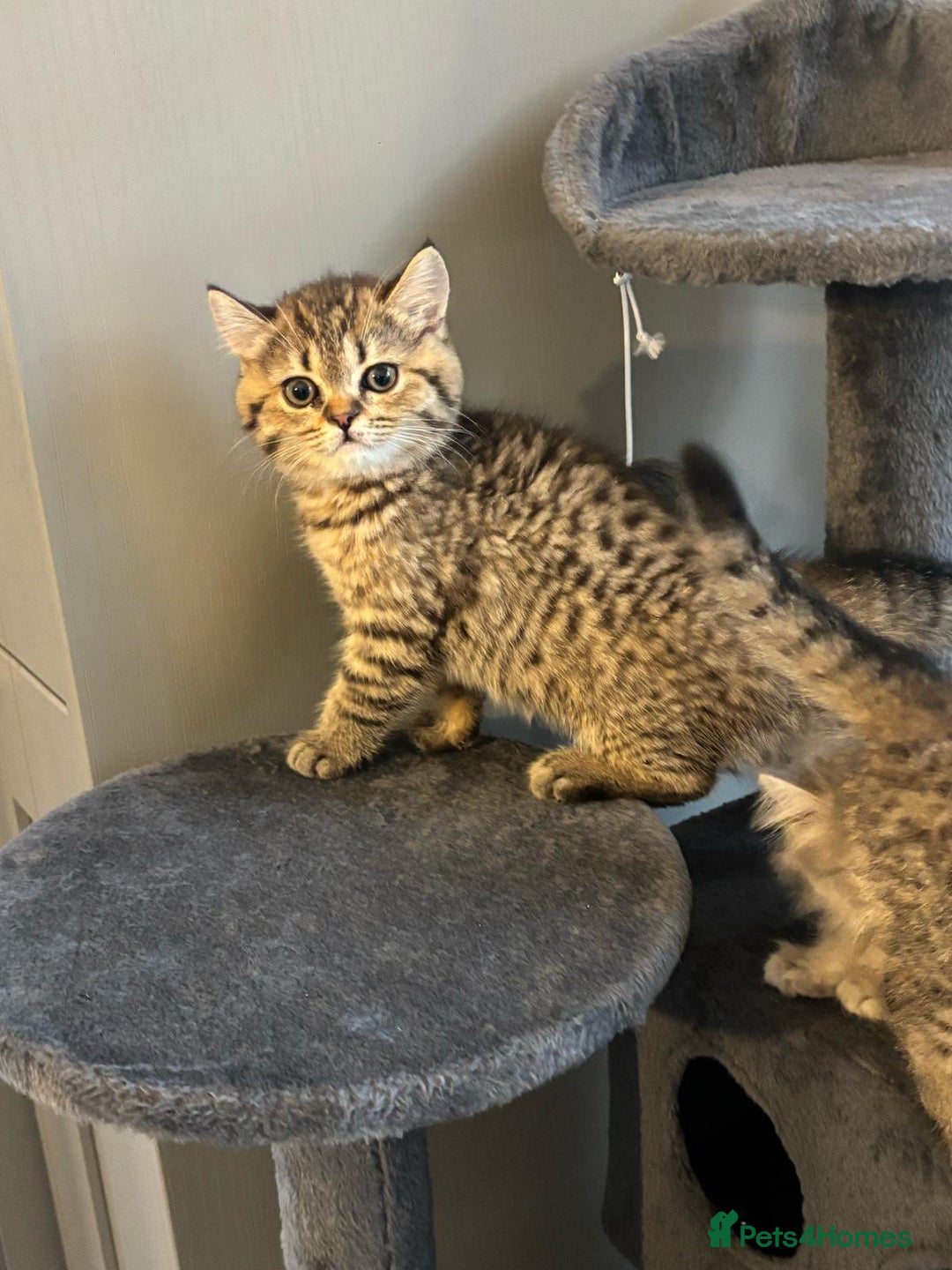 Brazilian Shorthair cats for sale: British short hair stunning 😍  - Image 2