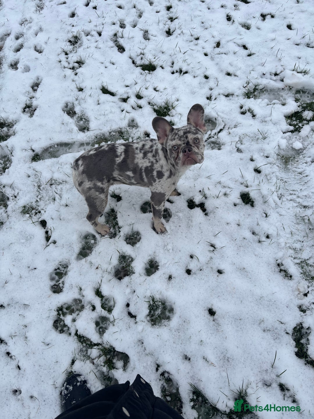 French Bulldog dogs for sale: Male Merle French bulldog  - Advert 6