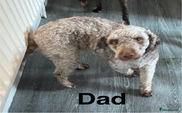 Cockapoo dogs for sale: DNA tested cockapoo puppies, Ready 25th November  - Image 5