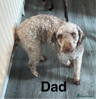 Cockapoo dogs - Advert 7