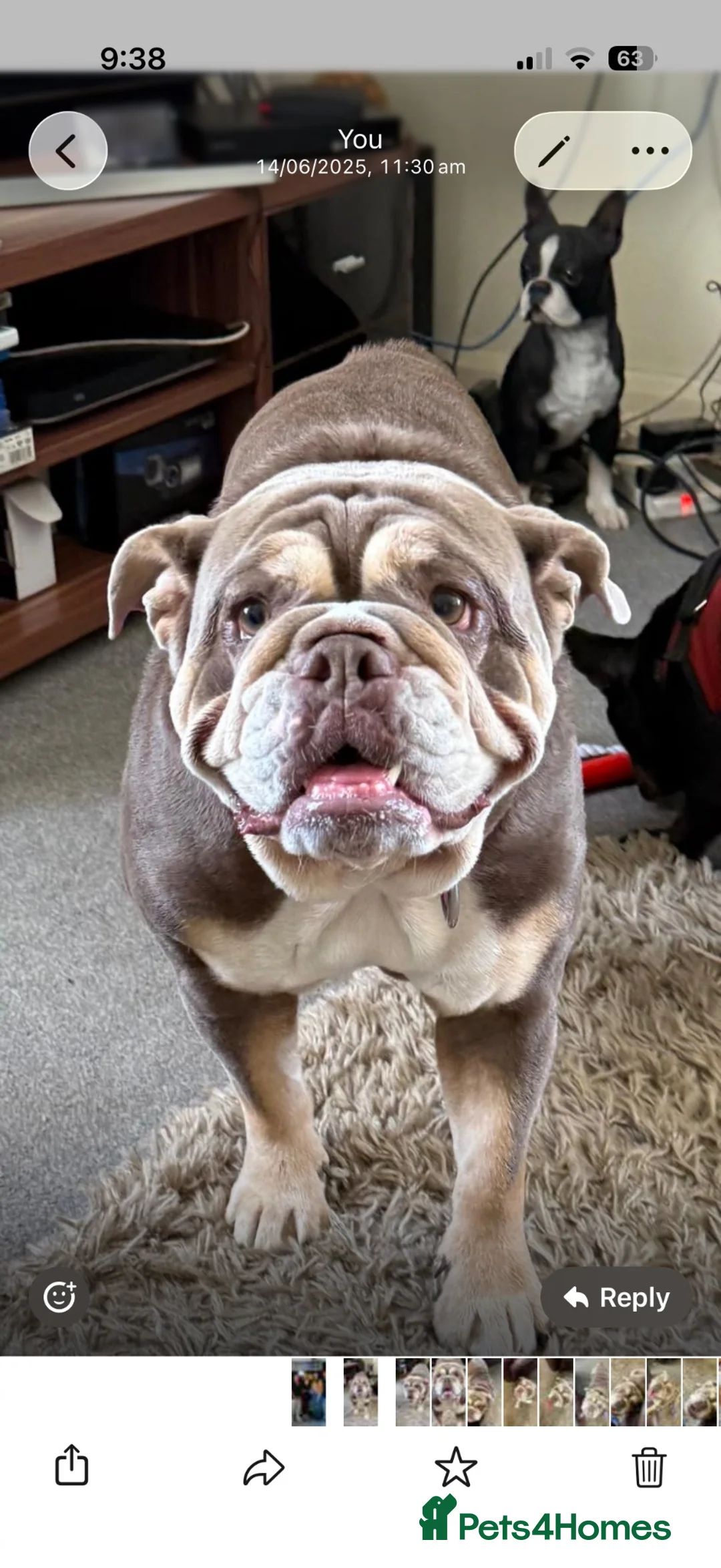 English Bulldog dogs for sale: English bulldog lola  - Advert 9