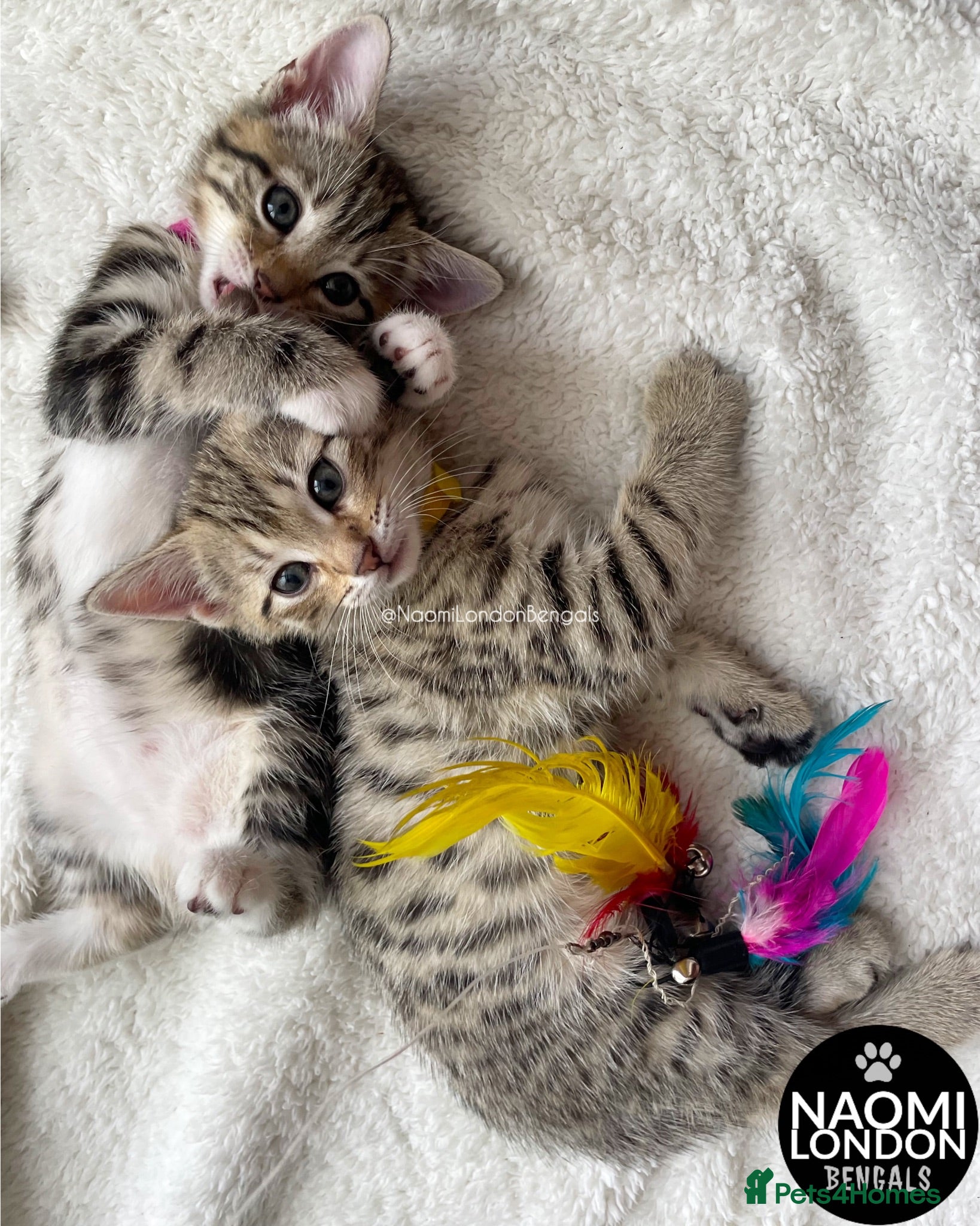 Bengal cats 🌈 BENGAL KITTENS 🌈 ⭐️⭐️⭐️⭐️⭐️ - Advert 2