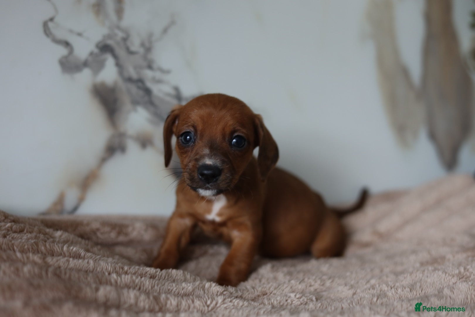 Mixed Breed dogs Cavapoo x Dachshund puppies  - Advert 9