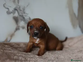 Mixed Breed dogs Cavapoo x Dachshund puppies - Advert 9