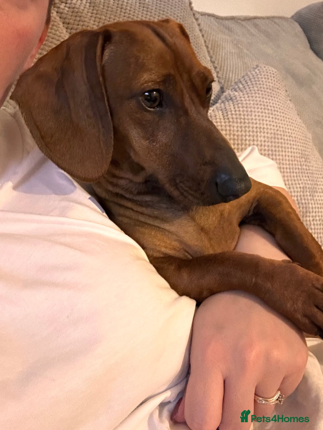 Miniature Dachshund dogs for sale: Red Dashchund  - Advert 2