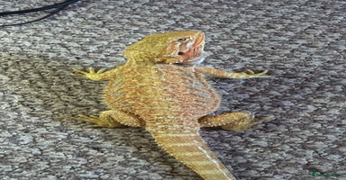 Bearded Dragon reptiles - Advert 6
