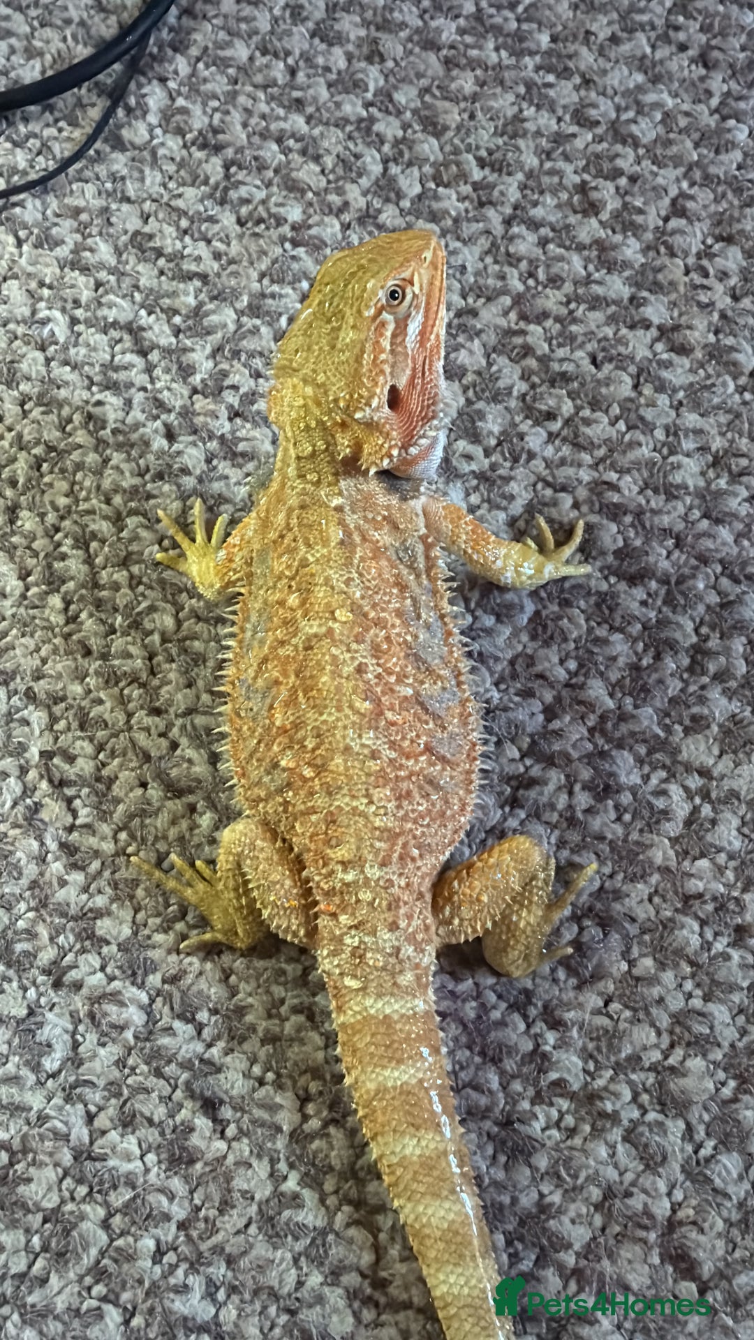 Bearded Dragon reptiles for sale: 🔥🦎🔥❤️ BEARDED DRAGON Bargain £75 ❤️🔥🦎  - Image 2